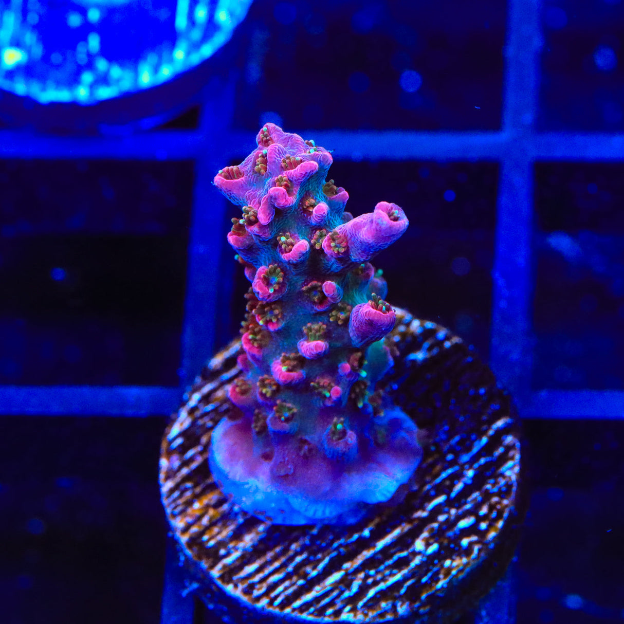 TSA Lavender Haze Acropora Coral