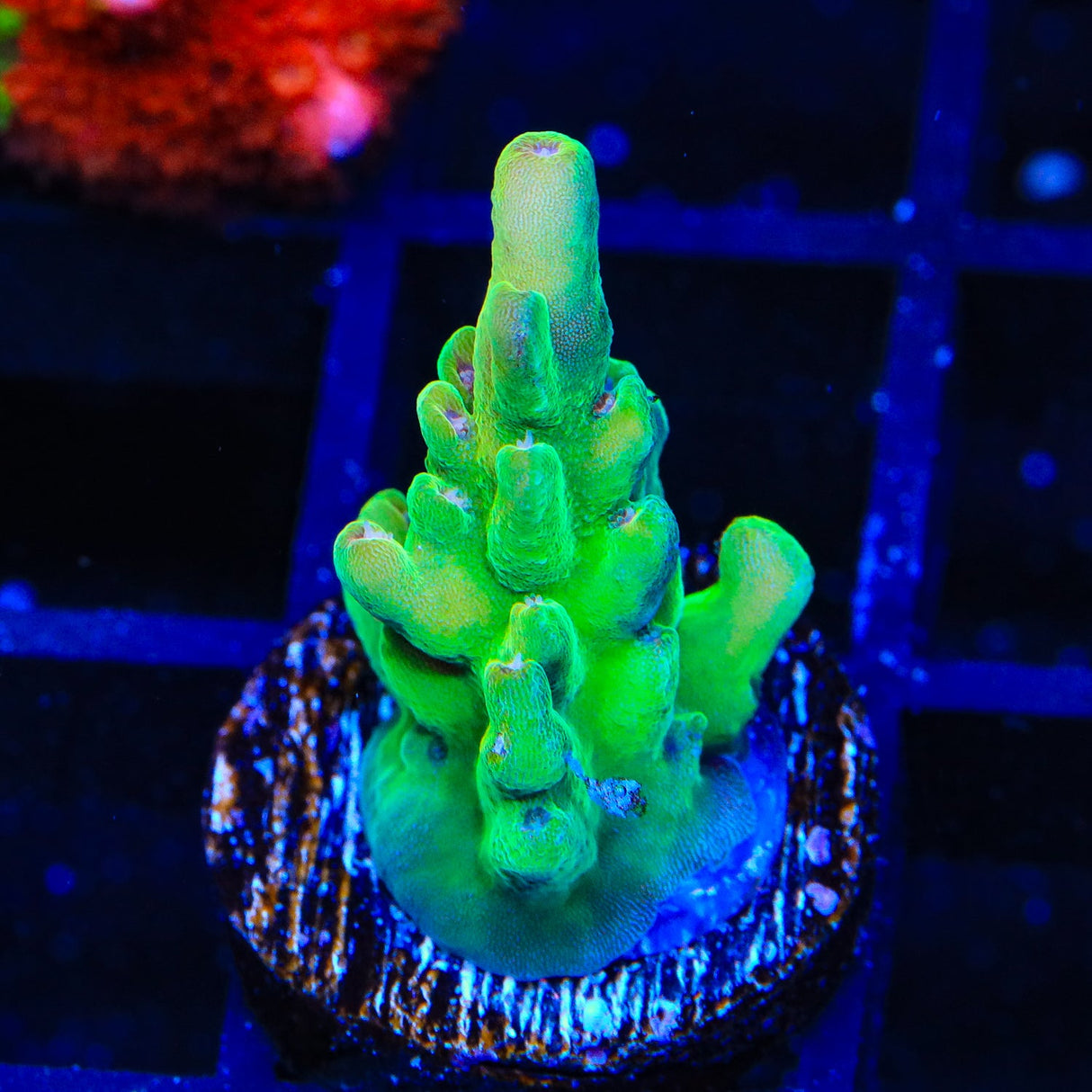 TSA Appletini Acropora Coral