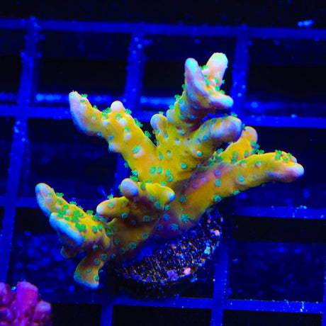 RRC Tropicana Anacropora Coral