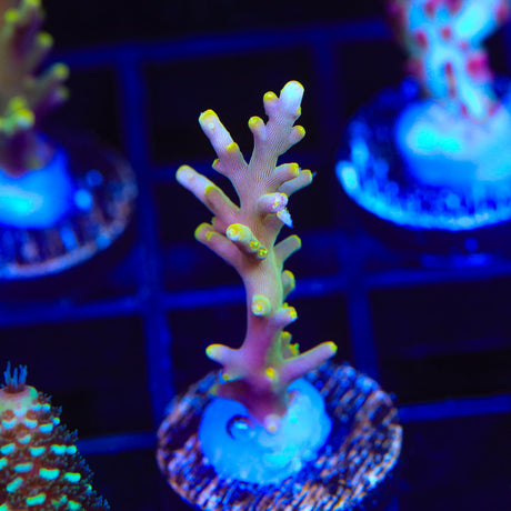 TSA GI Dragon Acropora Coral