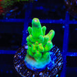 TSA Appletini Acropora Coral