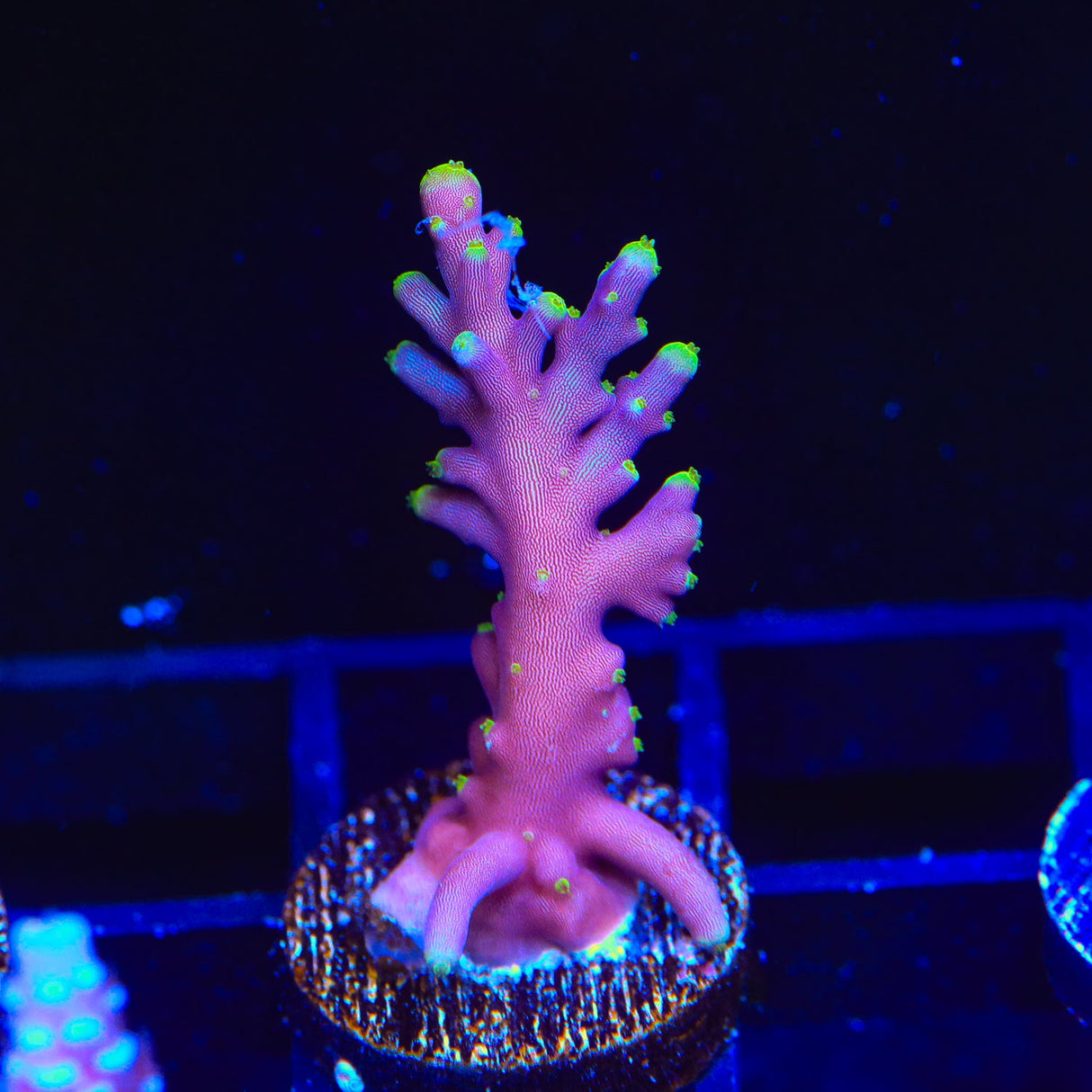 Pacman Acropora Coral