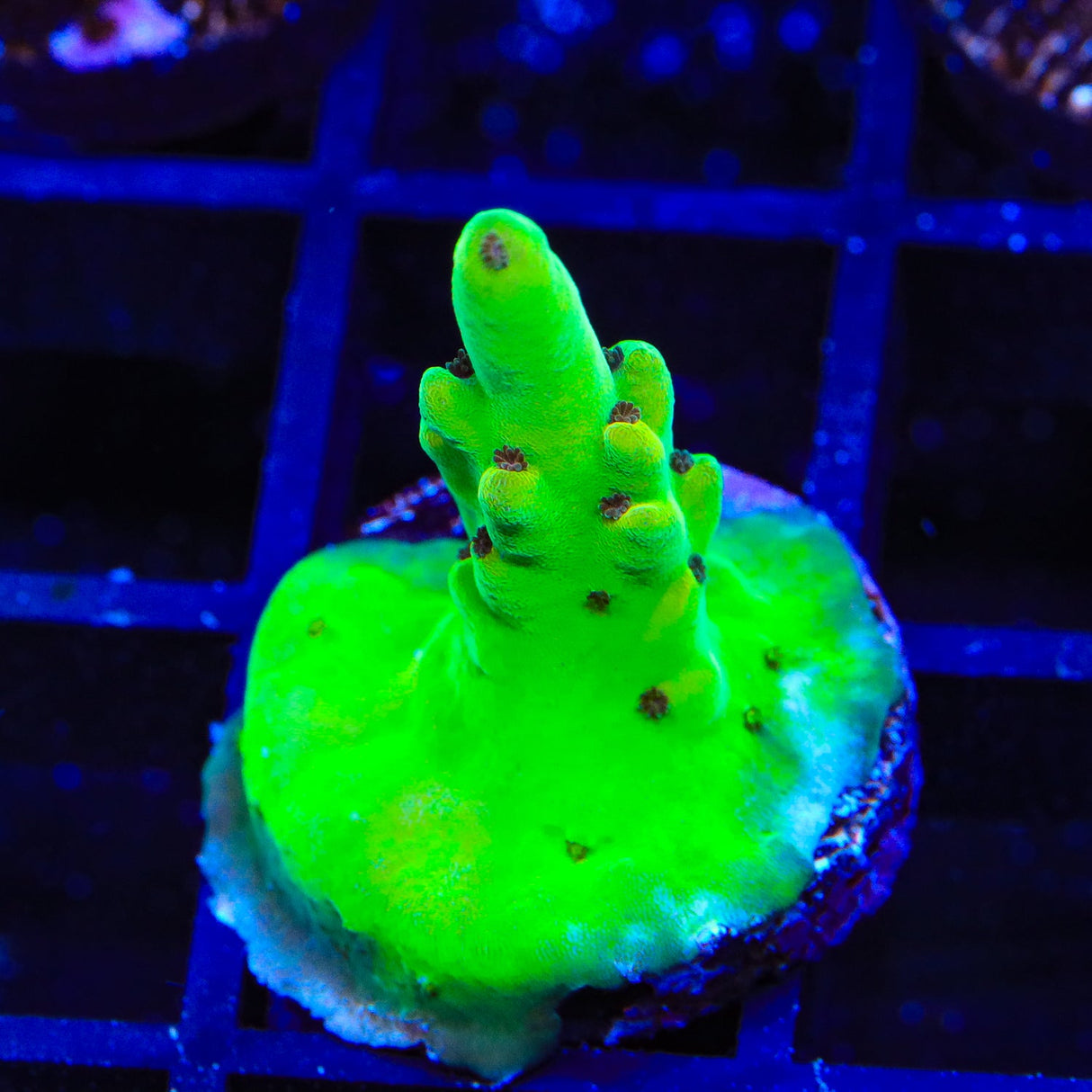 TSA Appletini Acropora Coral