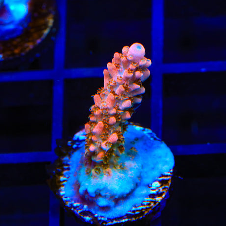 TSA Rose Bloom Acropora Coral