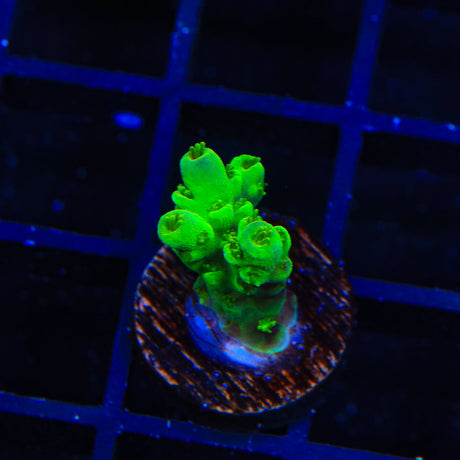 TSA Kryptonite Sarmentosa Acropora Coral