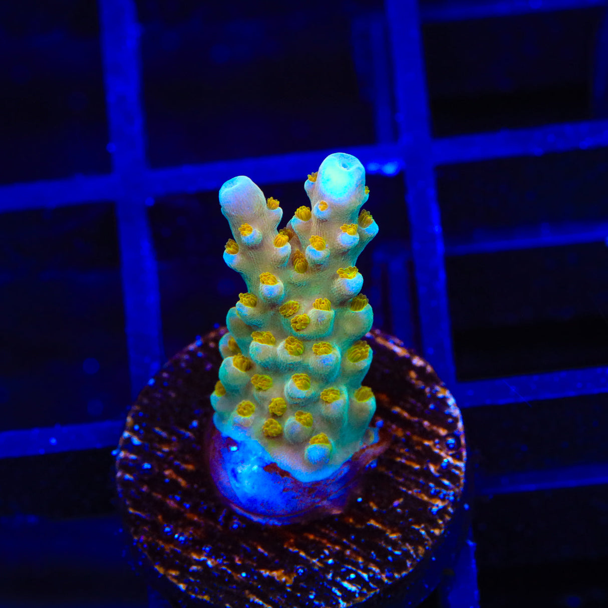 TSA Golden Honeycomb Acropora Coral