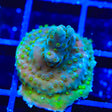 TSA Thanos Acropora Coral