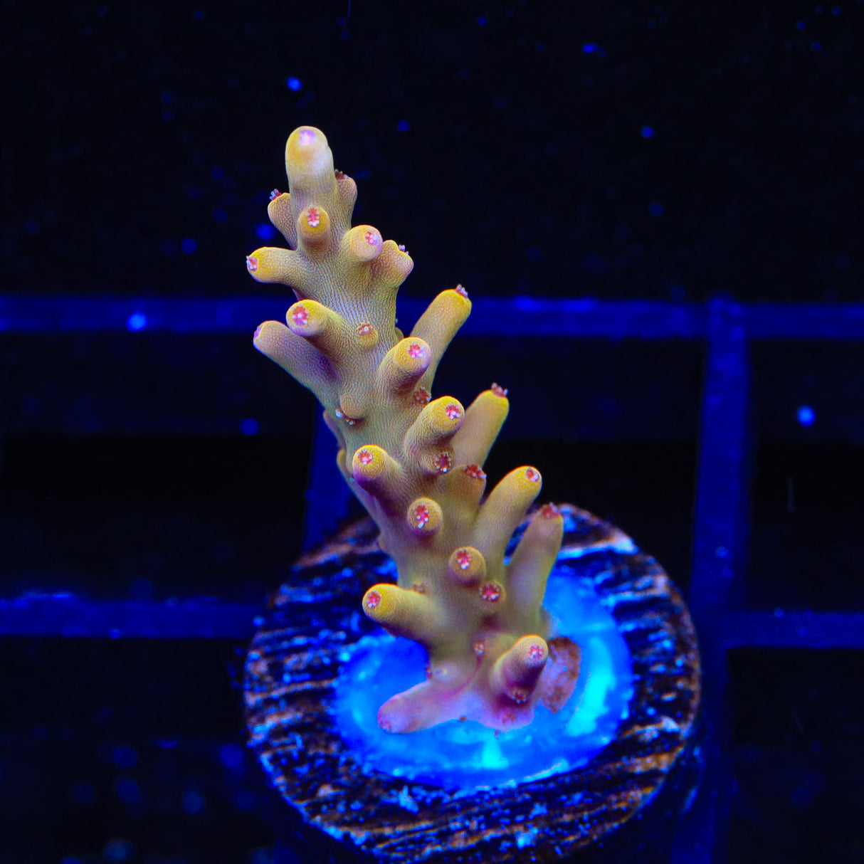 TSA Golden Honeycomb Acropora Coral - Top Shelf Aquatics