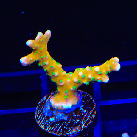 RRC Tropicana Anacropora Coral