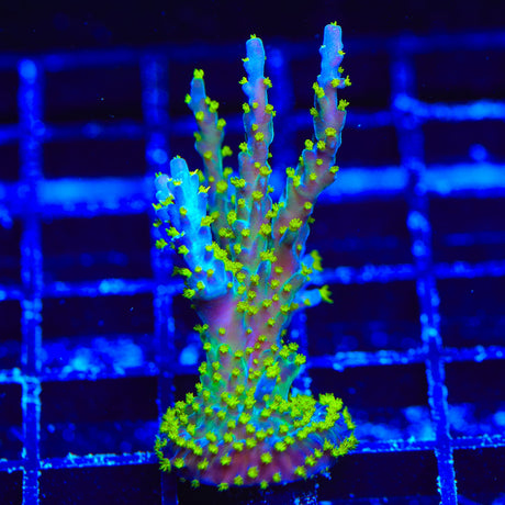 Garf Bonsai Acropora Coral