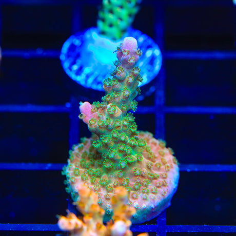 BC Bubblebath Unicorn Acropora Coral