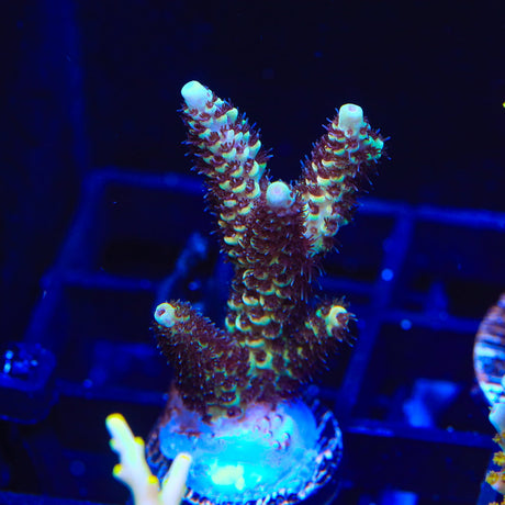 TSA Rick Moranis Acropora Coral