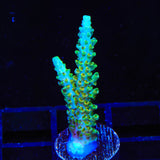 TSA Dan Aykroyd Acropora Coral