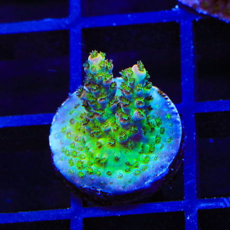 TSA Space Jam Acropora coral