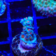 JF Jolt Acropora Coral