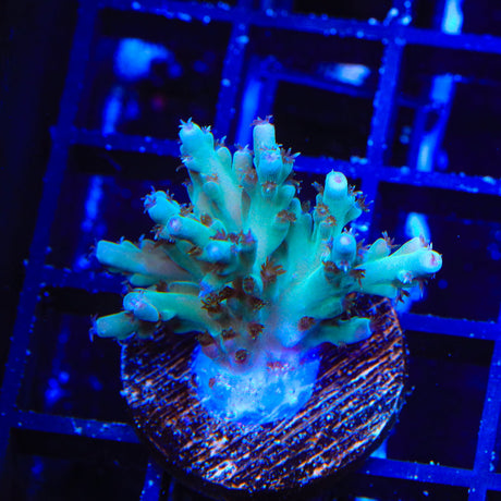 TSA Dream Snatcher Acropora Coral