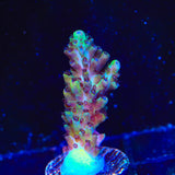 Laura's Purple Polyp Acropora Coral