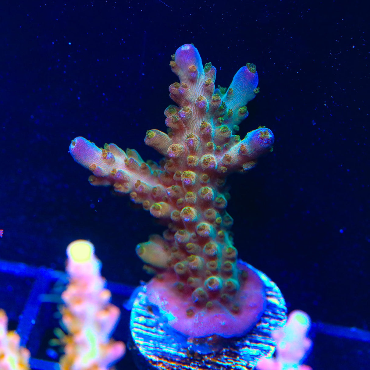 TSA Twisted Sister Acropora Coral