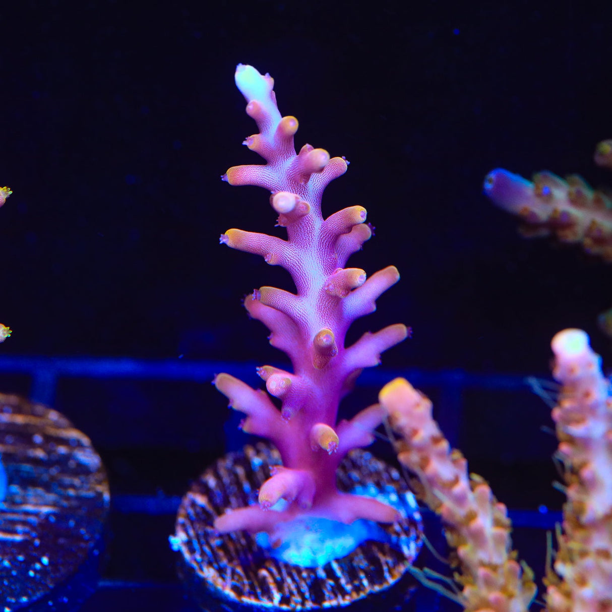 TSA Fire Dragon Acropora Coral