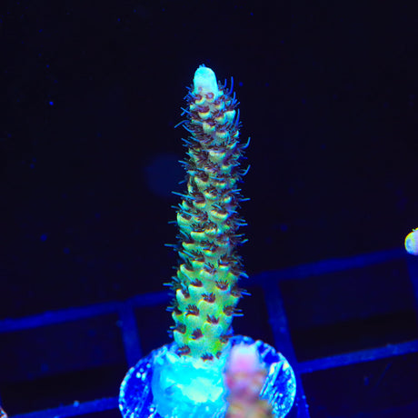 TSA Rick Moranis Acropora Coral