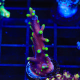 TSA Starlord Acropora Coral