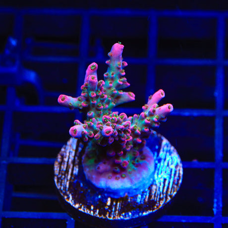 TSA Victoria Secret Acropora Coral