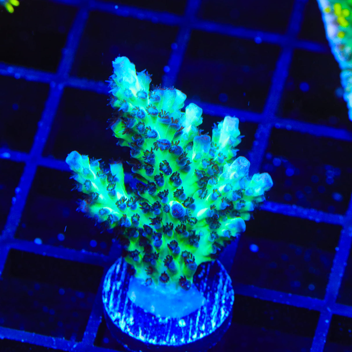 Laura's Purple Polyp Acropora Coral