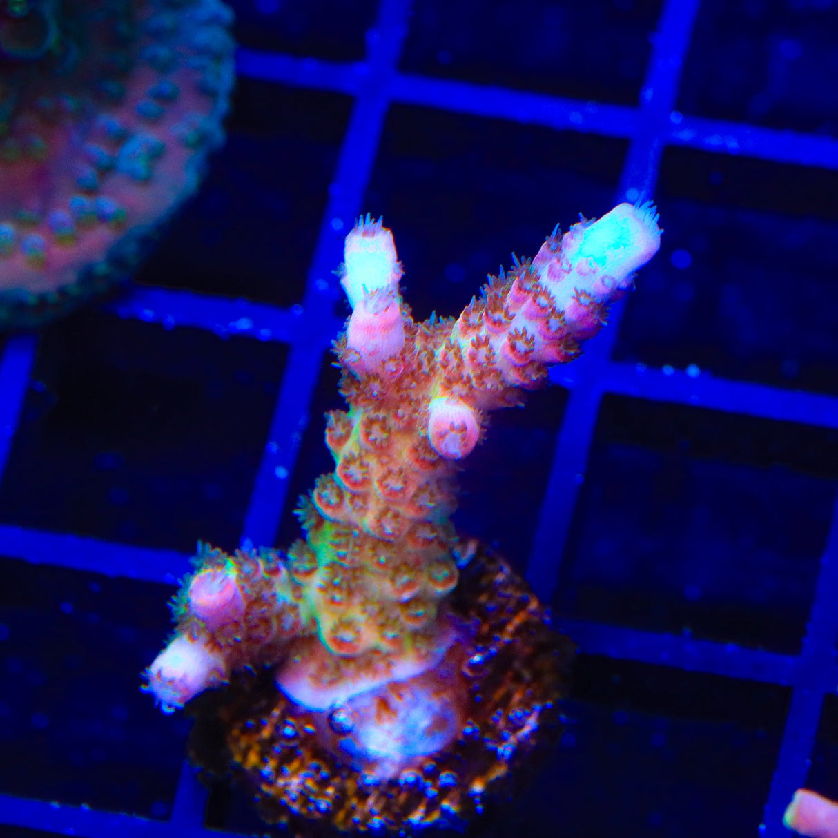 TSA Sour Tsunami Acropora Coral