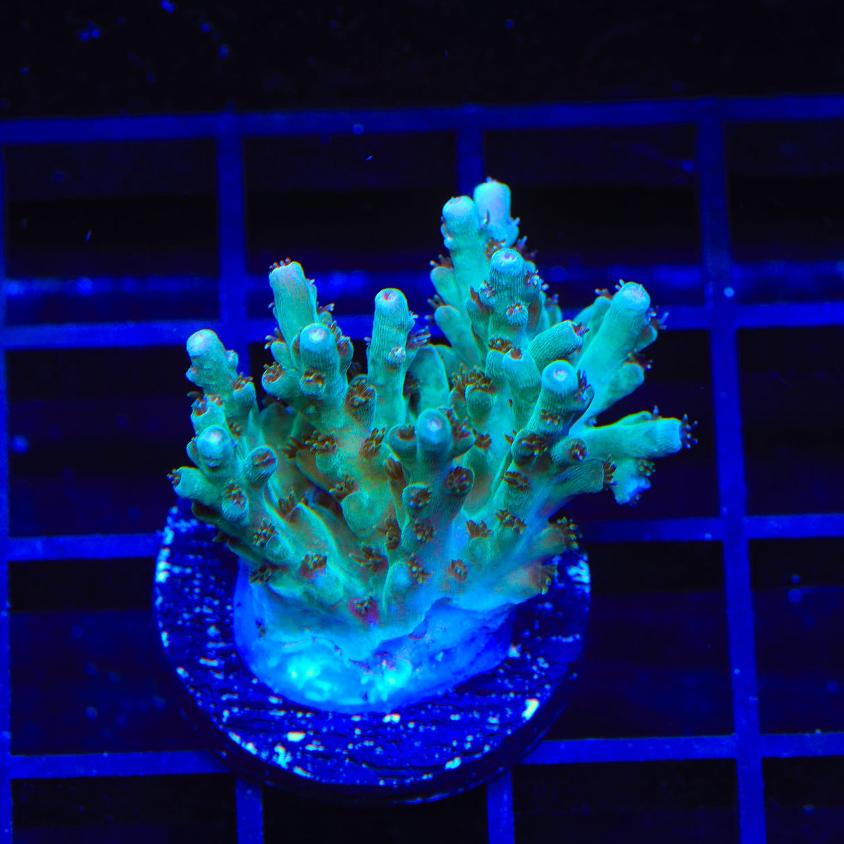 TSA Dream Snatcher Acropora Coral