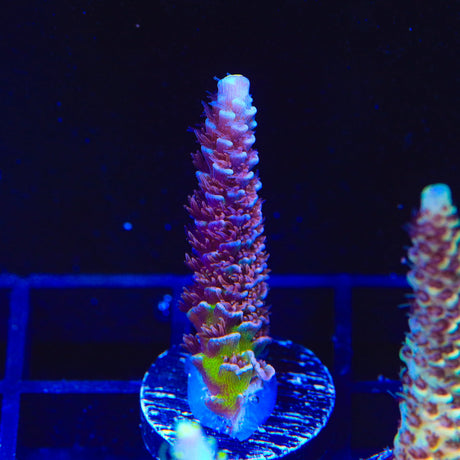 TSA Nebula Acropora Coral