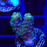 TSA Silver Surfer Acropora Coral