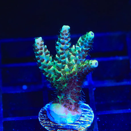 TSA Rick Moranis Acropora Coral