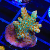 RRC Wonderland Acropora Coral