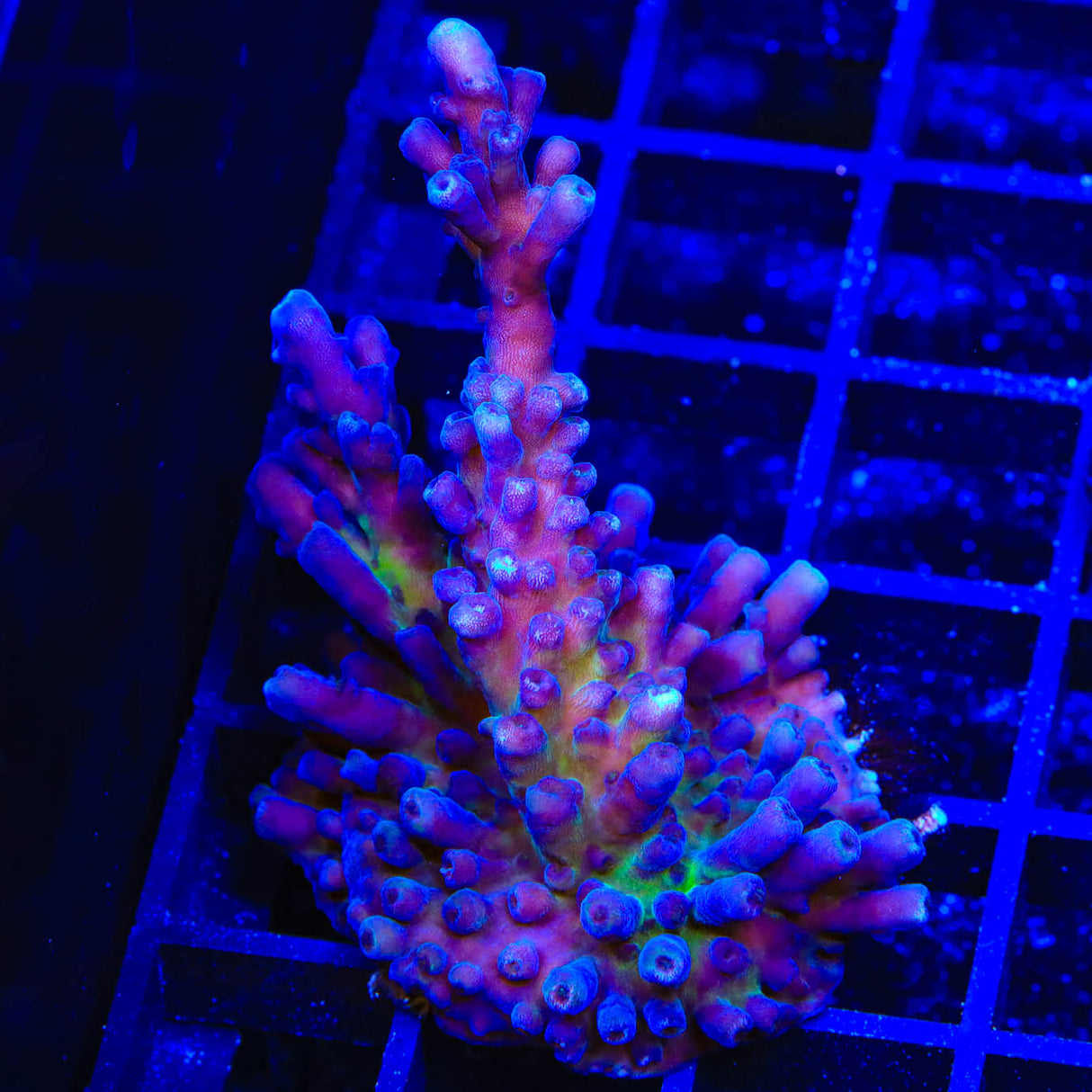 RR Aussie Gold XXL Acropora Coral - Top Shelf Aquatics