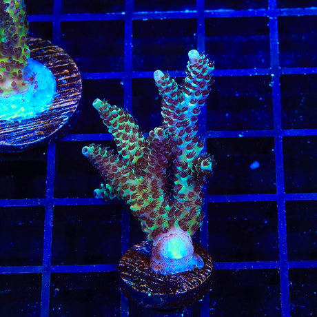 TSA Rick Moranis Acropora Colony Coral