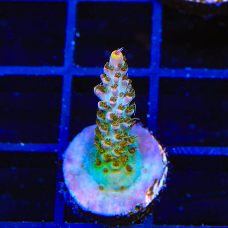 TSA Long Island Acropora Coral