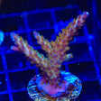 TSA Twisted Sister Acropora Coral