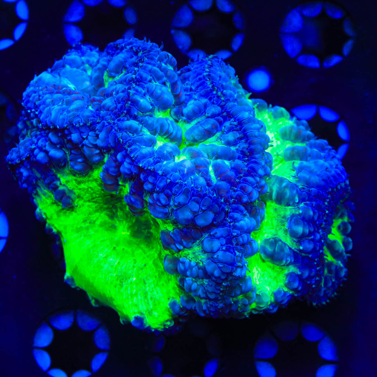 Raspbery Bomb Blastomussa Colony Coral