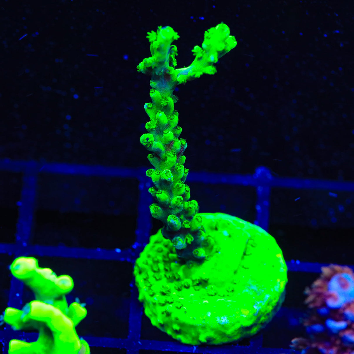 TSA Yoda Acropora Coral