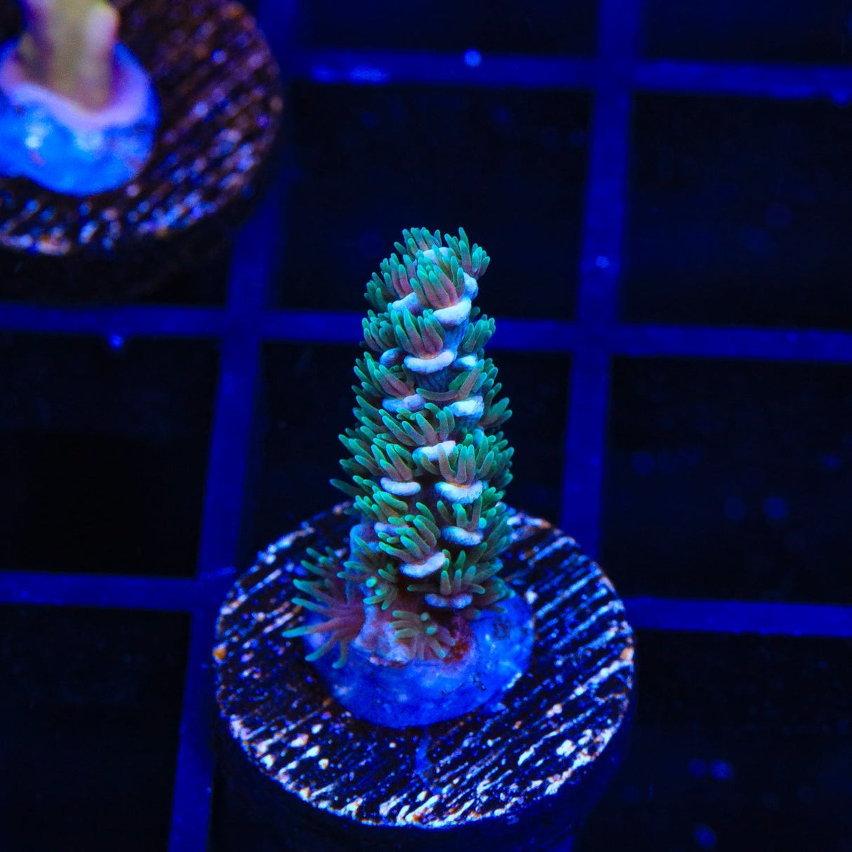 TSA Silver Surfer Acropora Coral