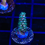 TSA Silver Surfer Acropora Coral