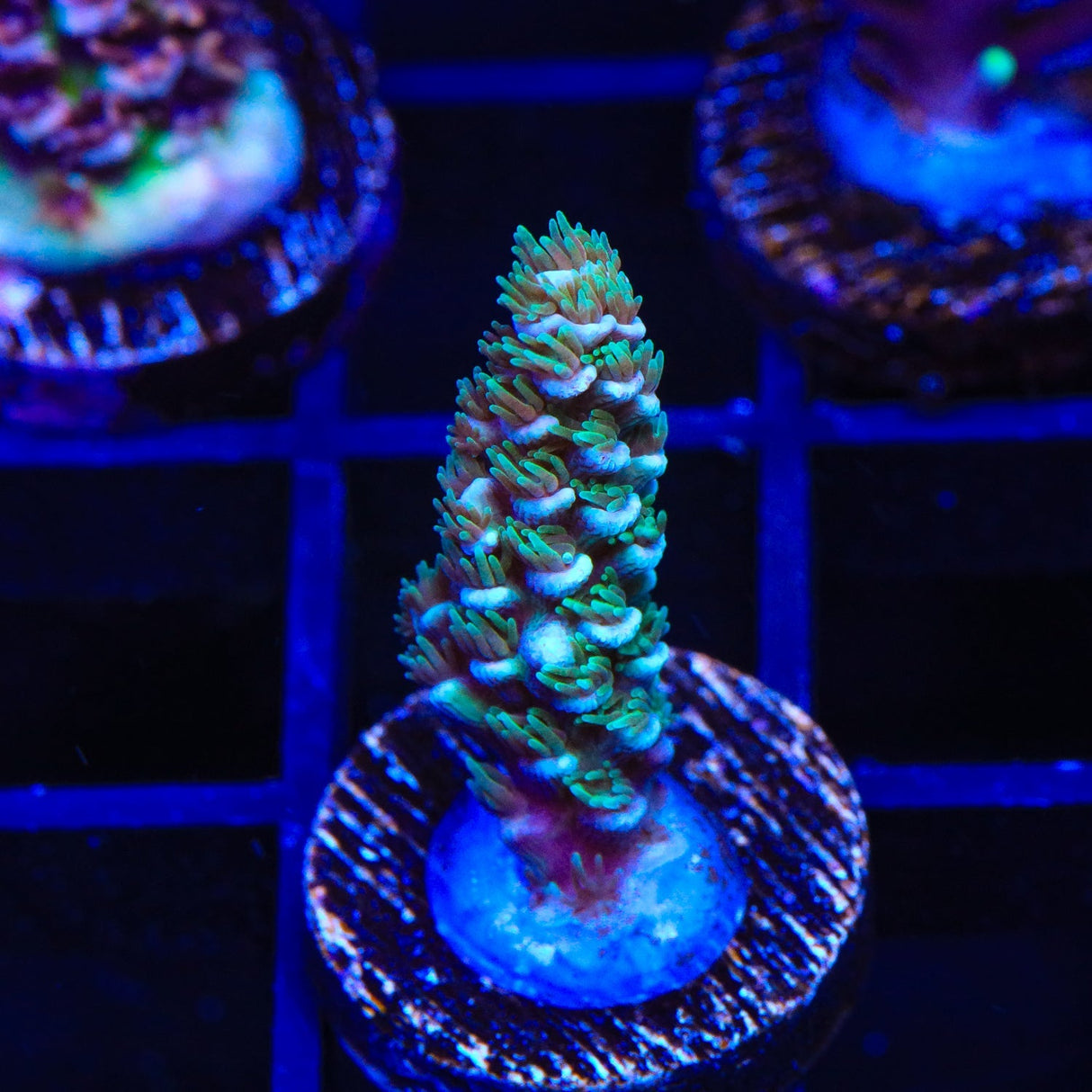 TSA Silver Surfer Acropora Coral