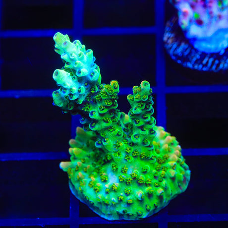 TSA Dan Aykroyd Acropora Coral