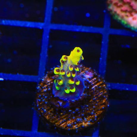 WWC Afterparty Acropora Coral