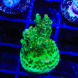 TSA Dan Aykroyd Acropora Coral