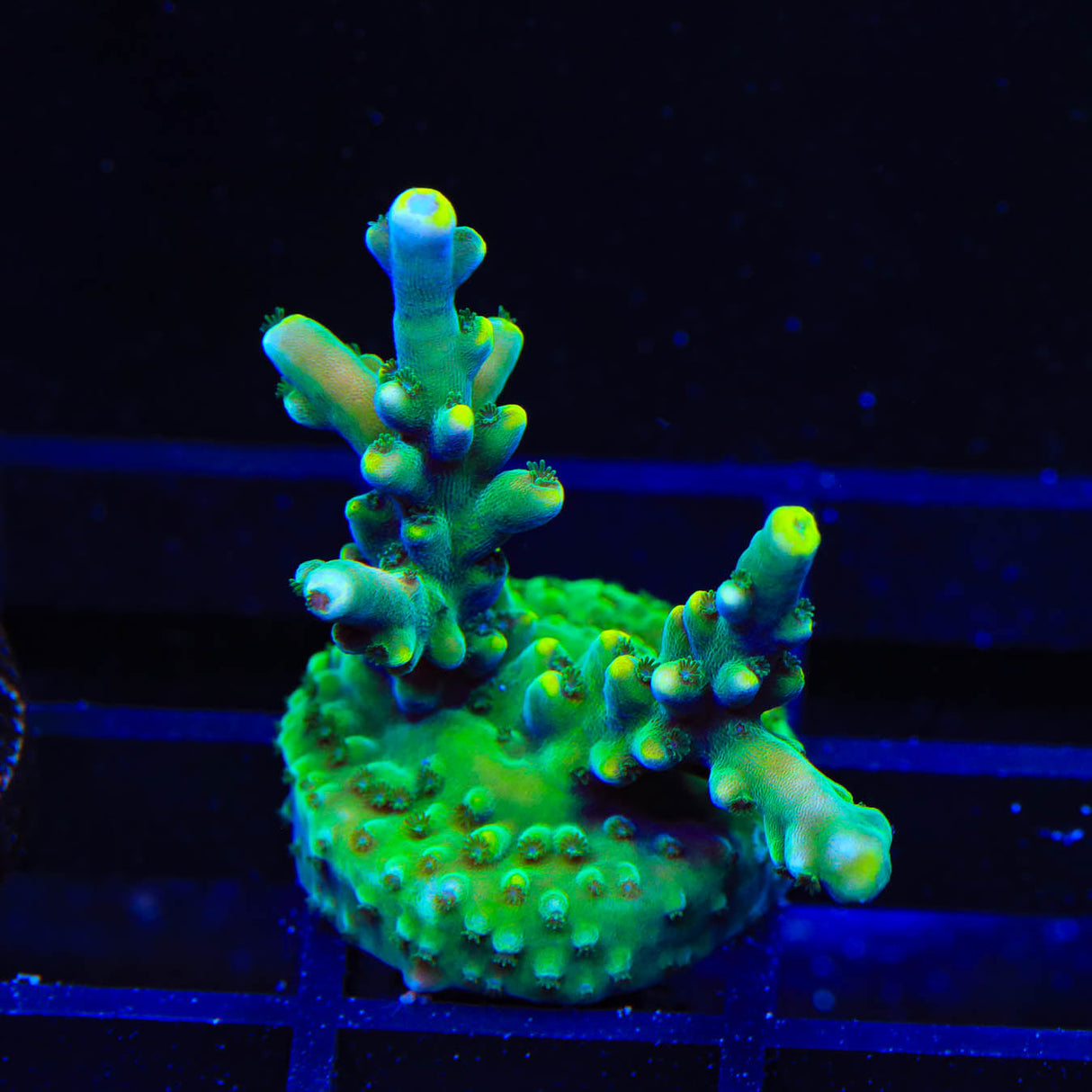 TSA Bollywood Acropora Coral – Top Shelf Aquatics