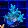 TSA Dream Snatcher Acropora Coral