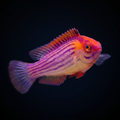 Earle's Fairy Wrasse - Male