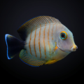 Mimic Eibli Tang -Acanthurus tristis