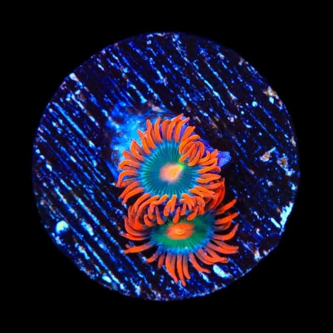 Electric Gatorade Zoanthids Coral coral identification and care guide